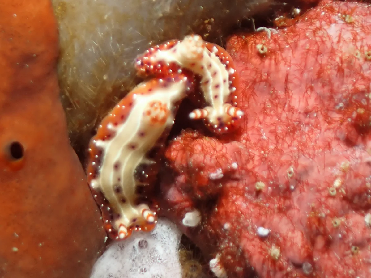 Hypselodoris decorata - Philippines - Anilao