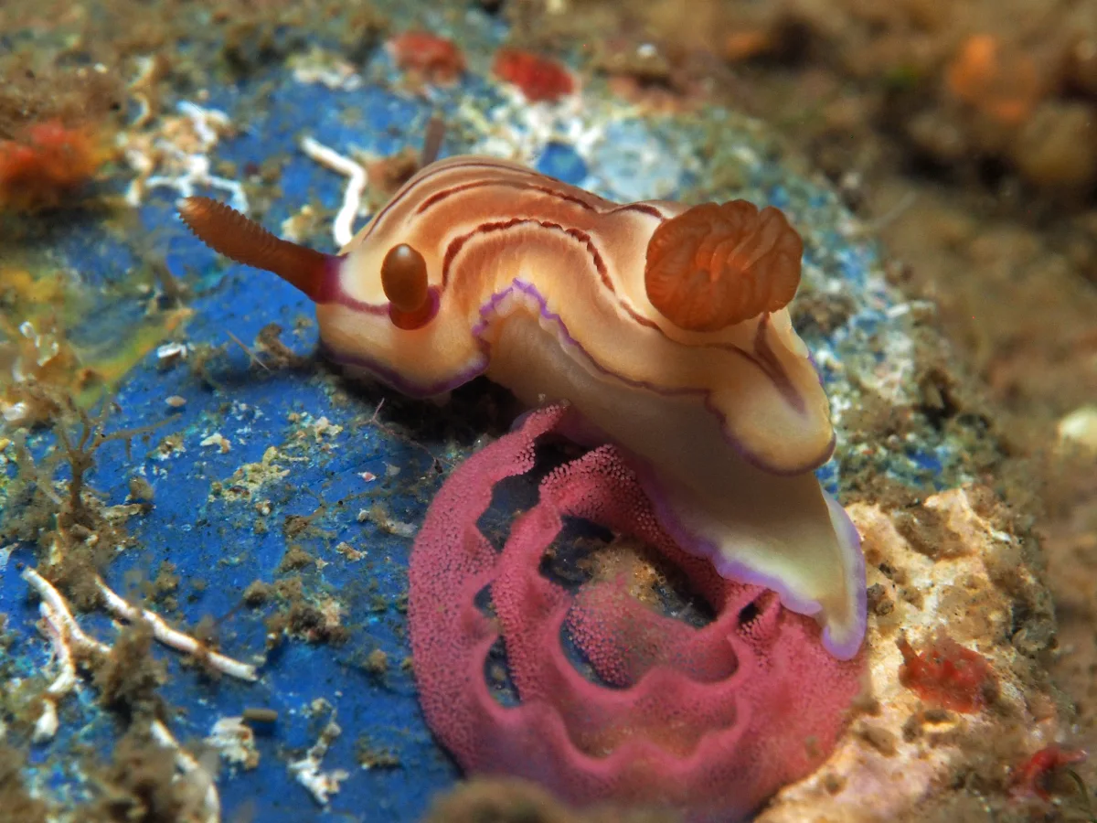 Hypselodoris emma - Indonesia - Lembeh