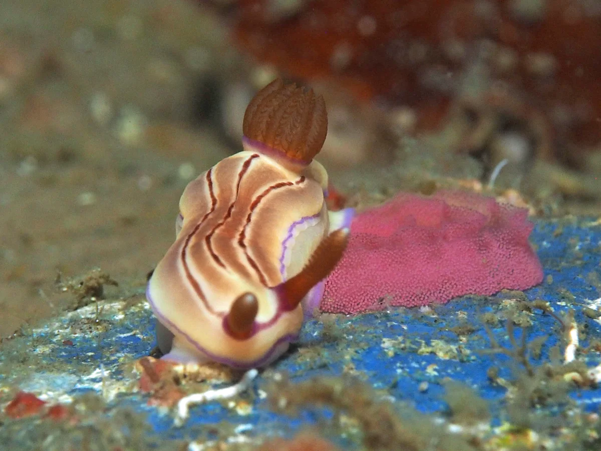 Hypselodoris emma - Indonesia - Lembeh
