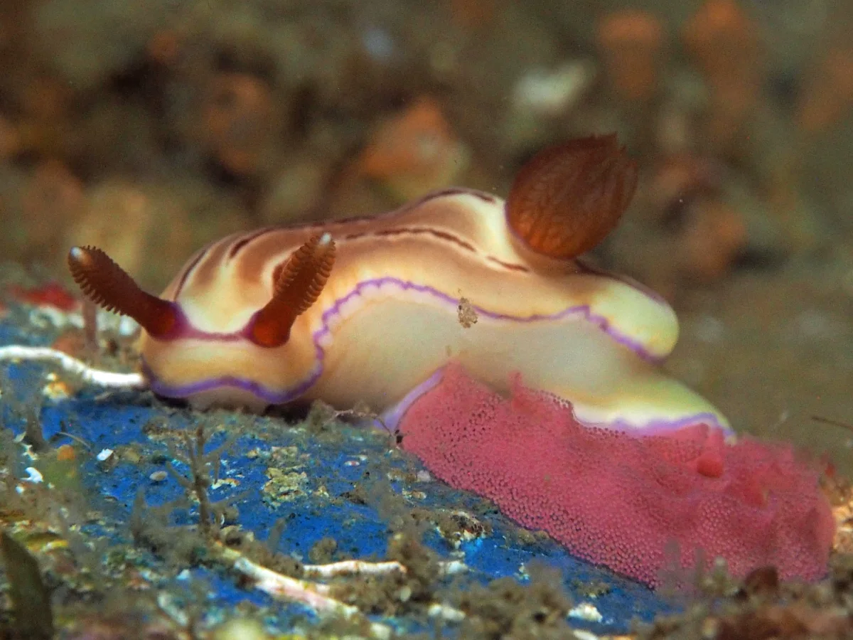 Hypselodoris emma - Indonesia - Lembeh