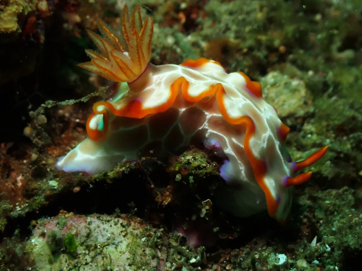 Hypselodoris iacula - Indonesia - Lembeh