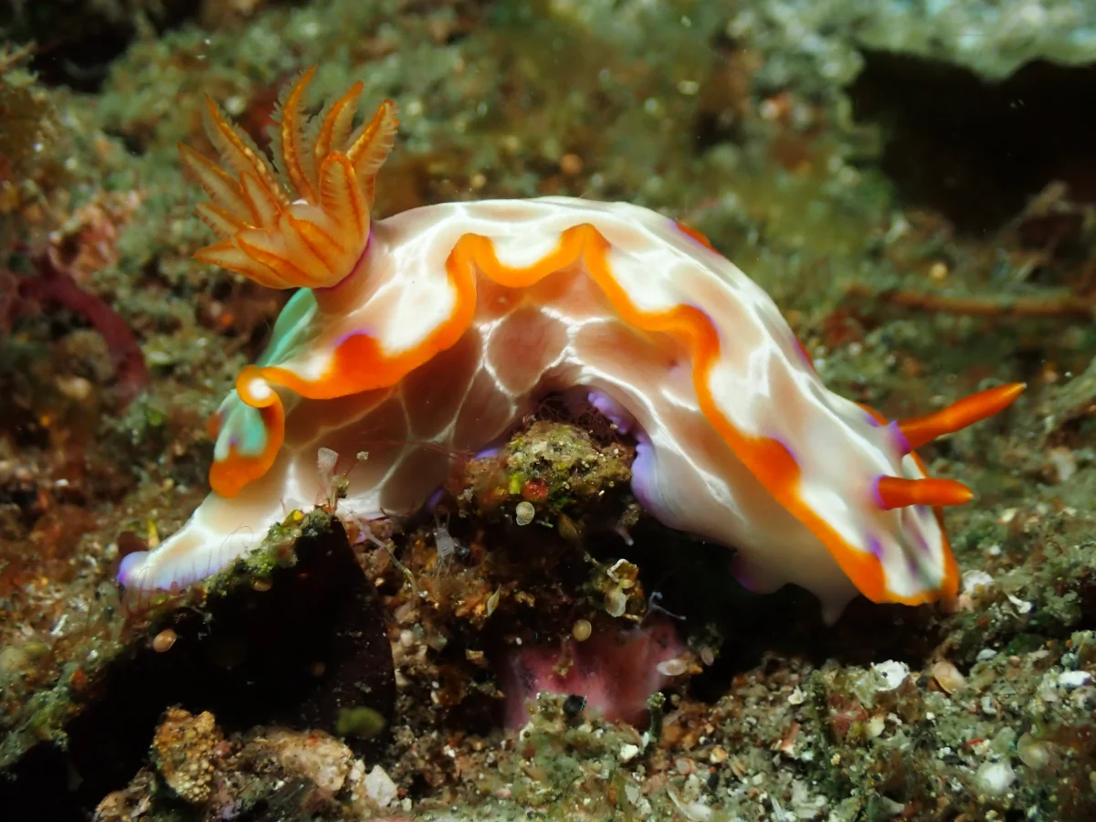 Hypselodoris iacula - Indonesia - Lembeh