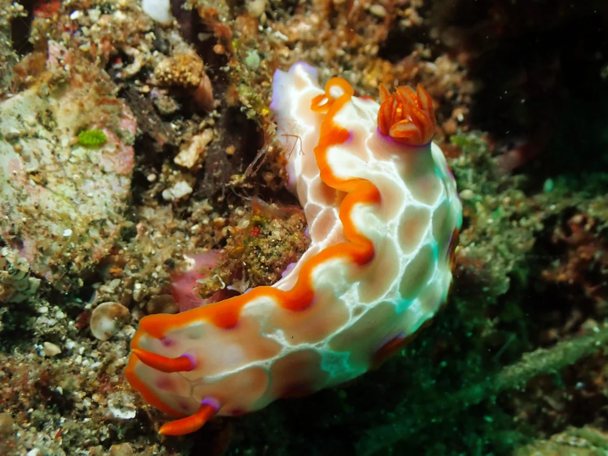 Hypselodoris iacula - Indonesia - Lembeh