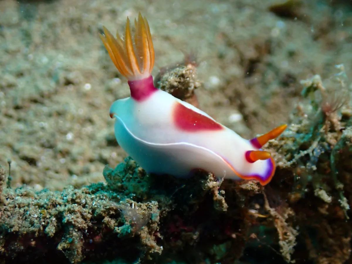 Hypselodoris iba - Indonesia - Ambon