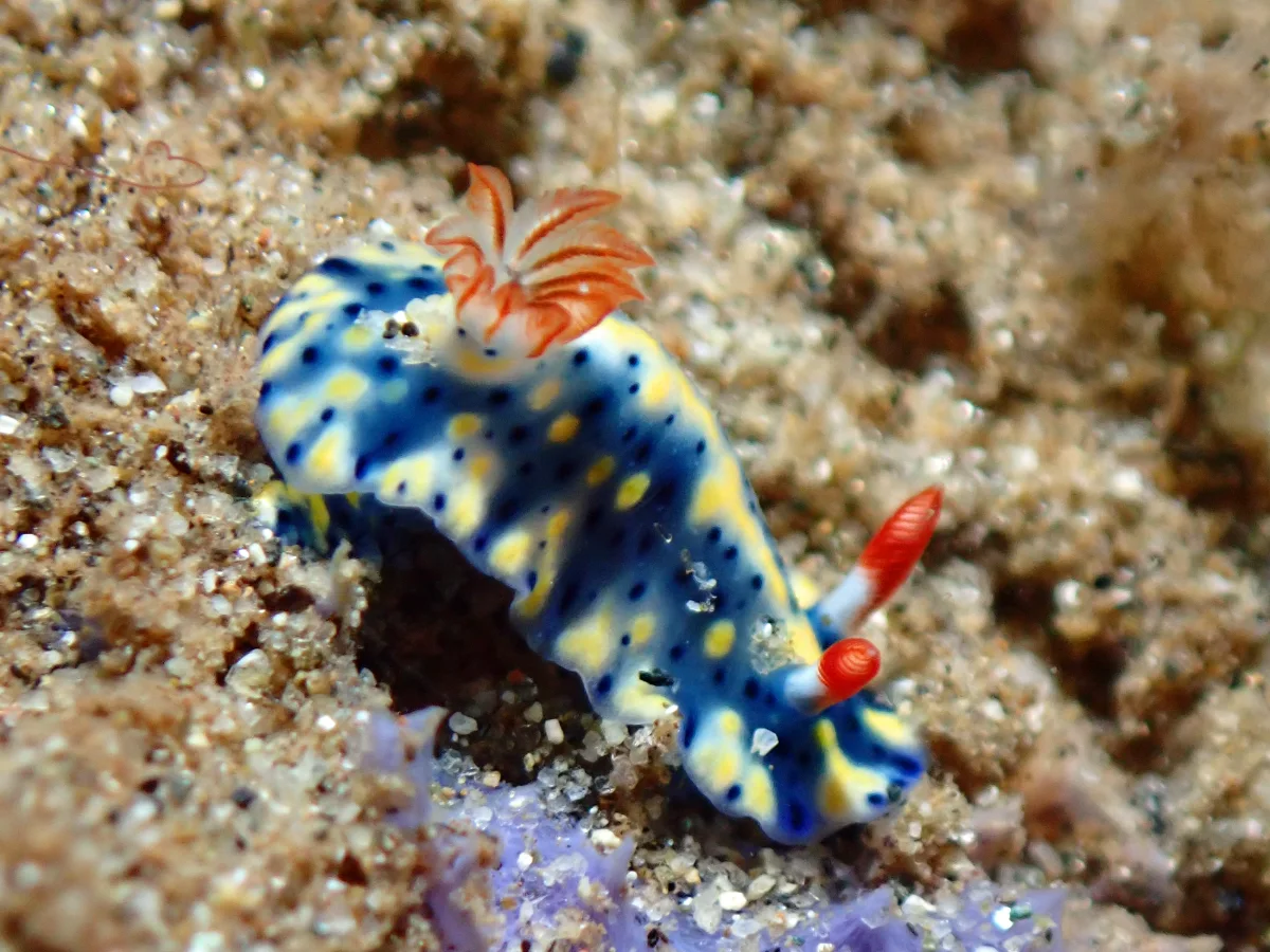 Hypselodoris infucata - Philippines - Ambon