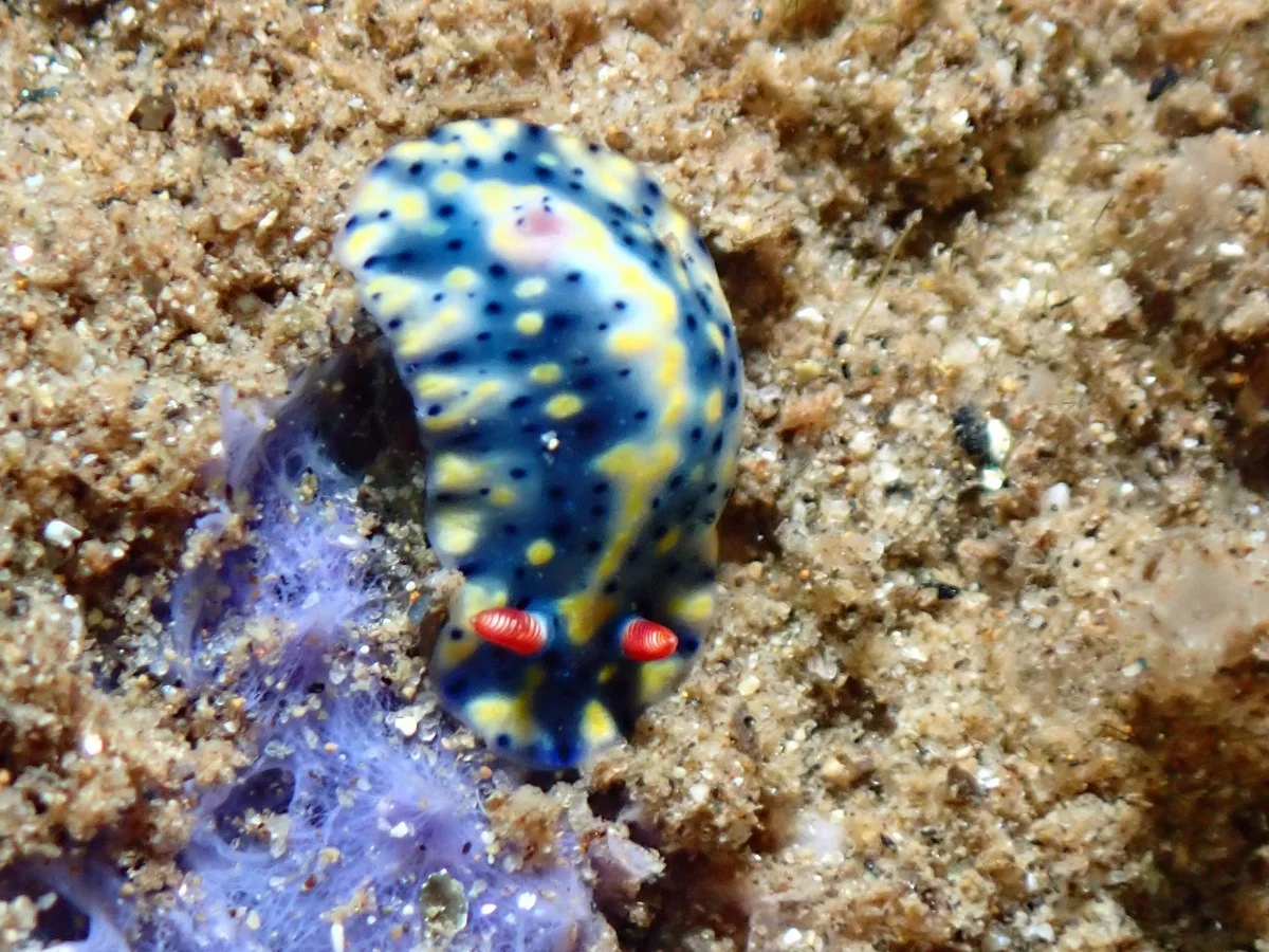 Hypselodoris infucata - Philippines - Ambon