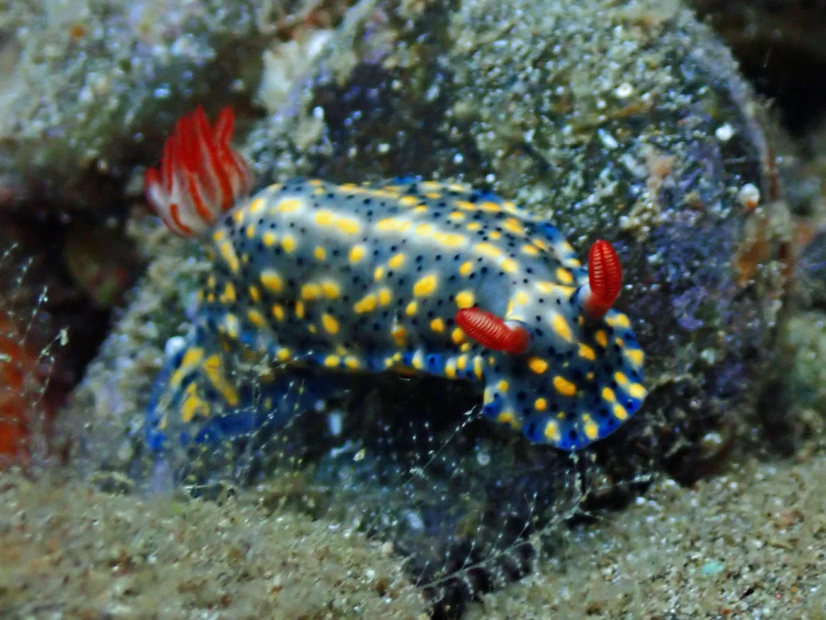 Hypselodoris infucata - Philippines - Ambon