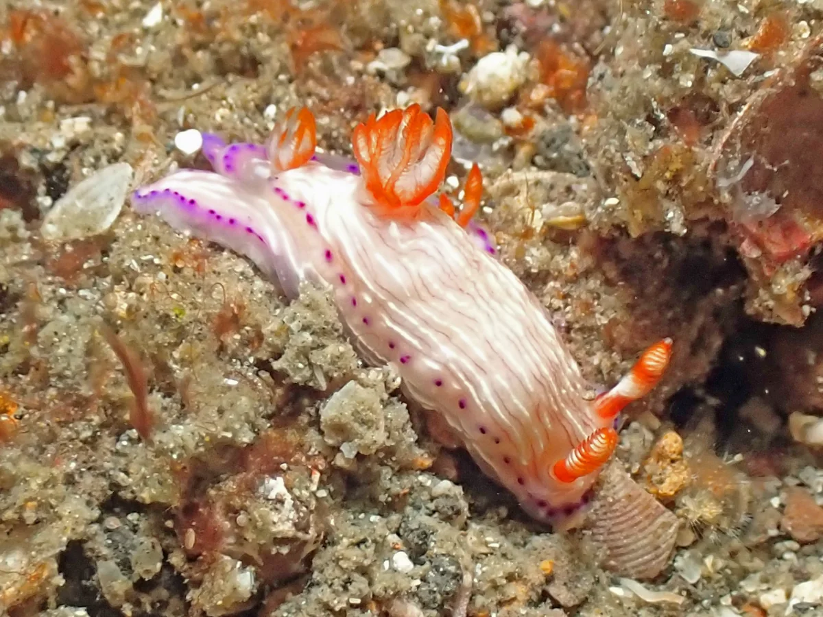 Hypselodoris katherinae - Indonesia - Lembeh