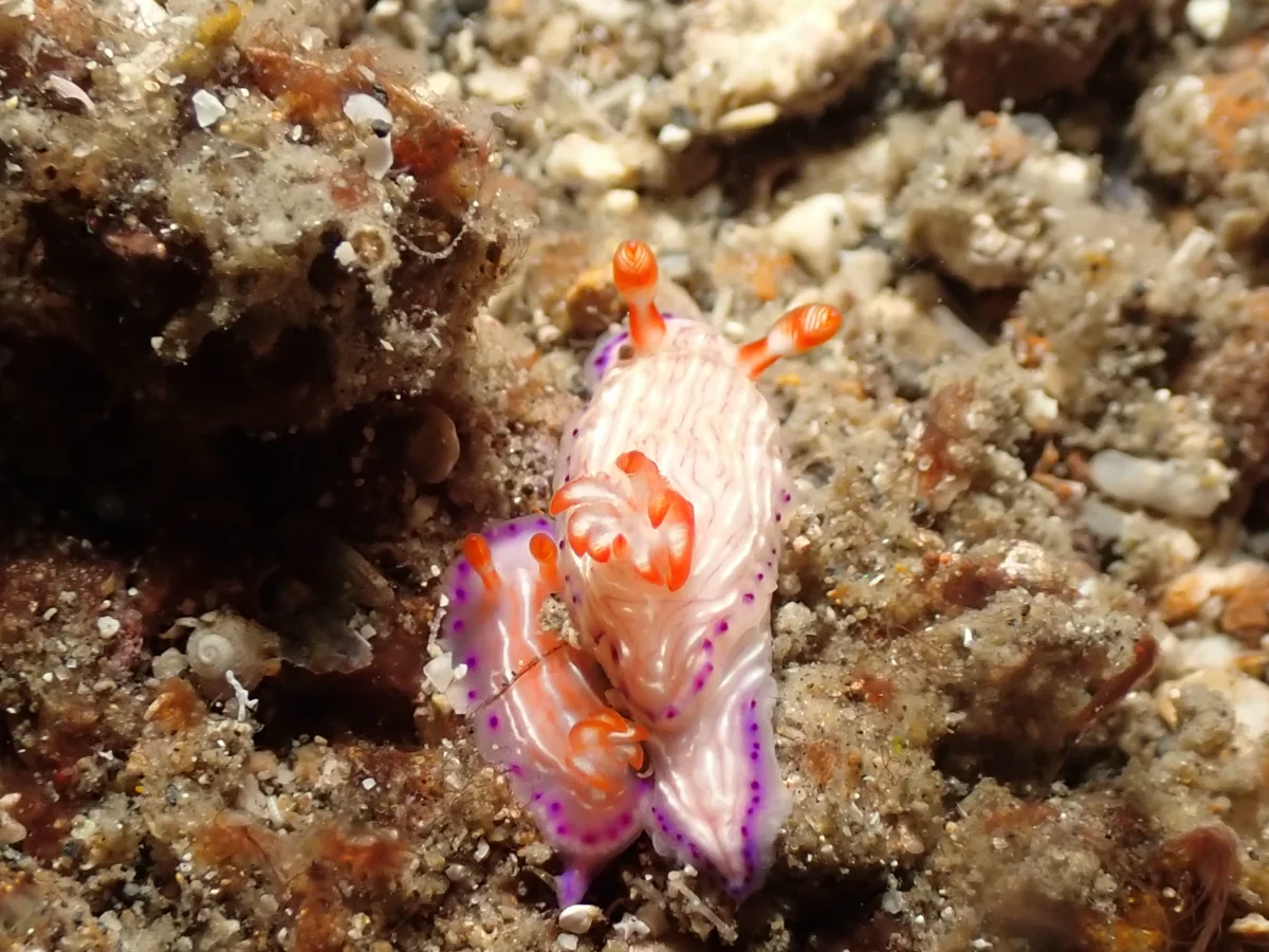Hypselodoris katherinae - Indonesia - Lembeh