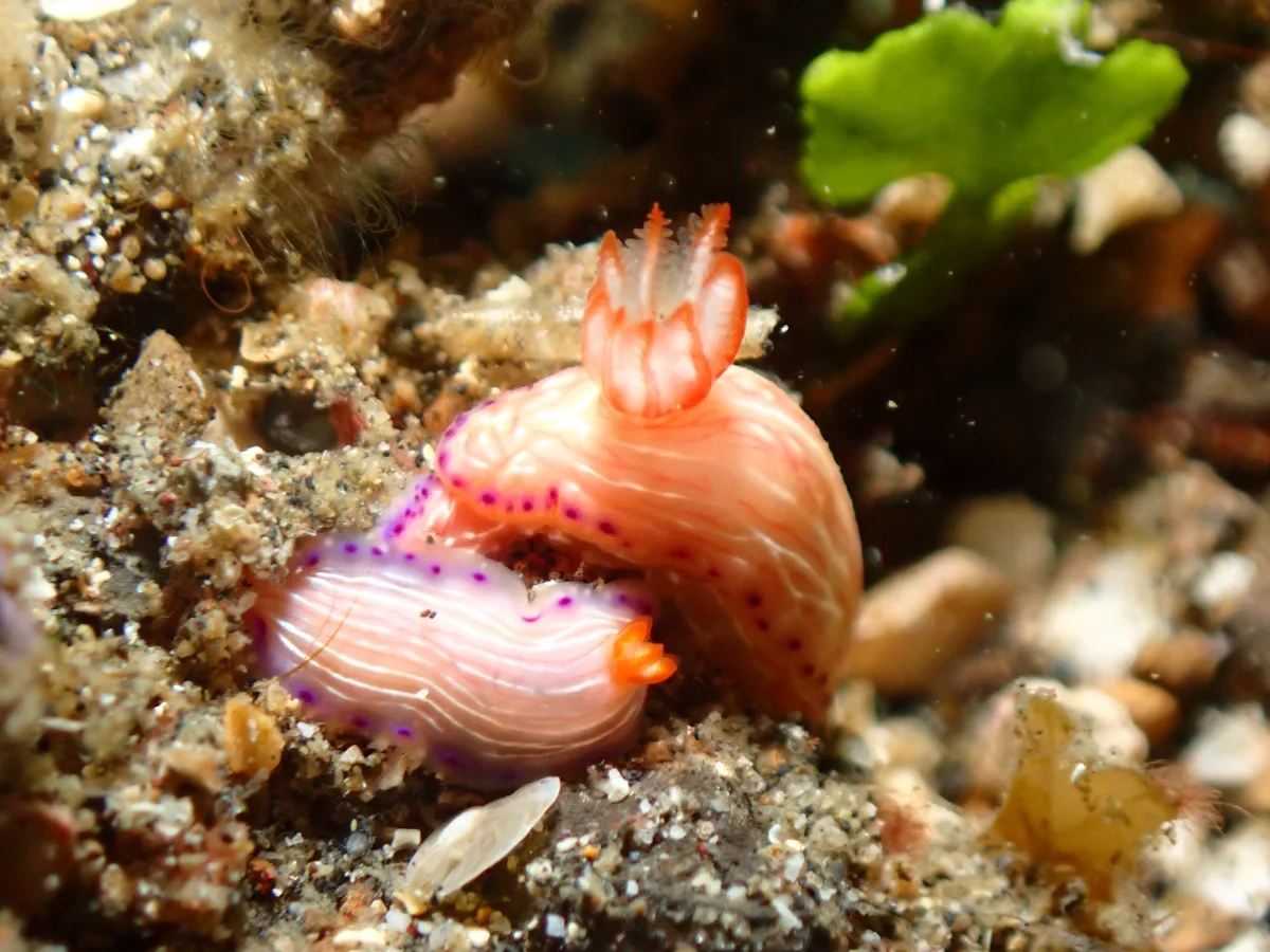 Hypselodoris katherinae - Indonesia - Lembeh