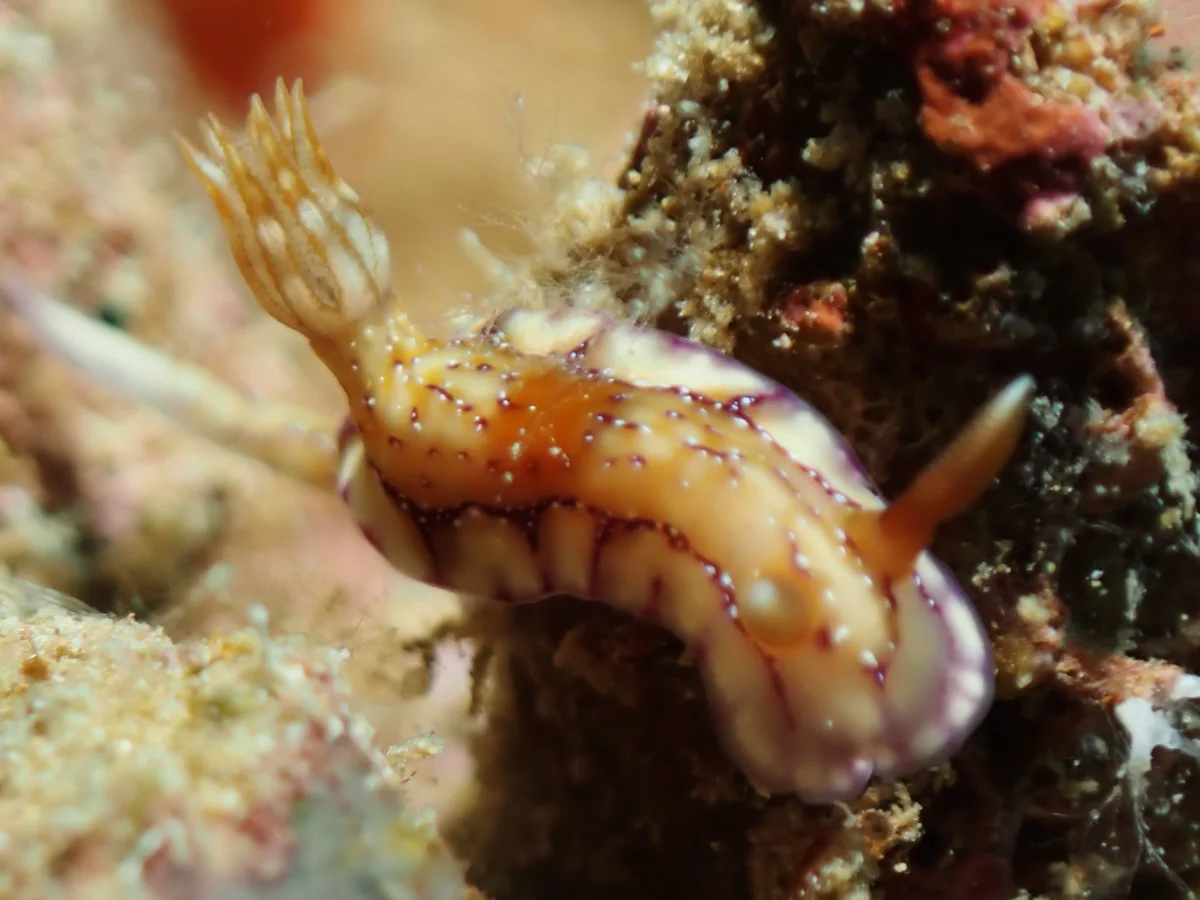 Hypselodoris krakatoa - Philippines - Anilao