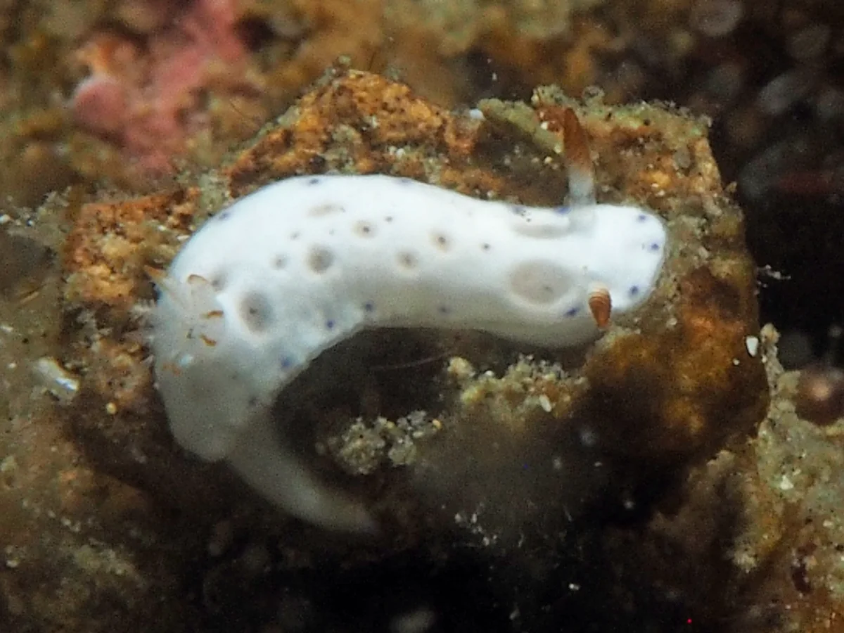 Hypselodoris lacuna - Indonesia - Lembeh