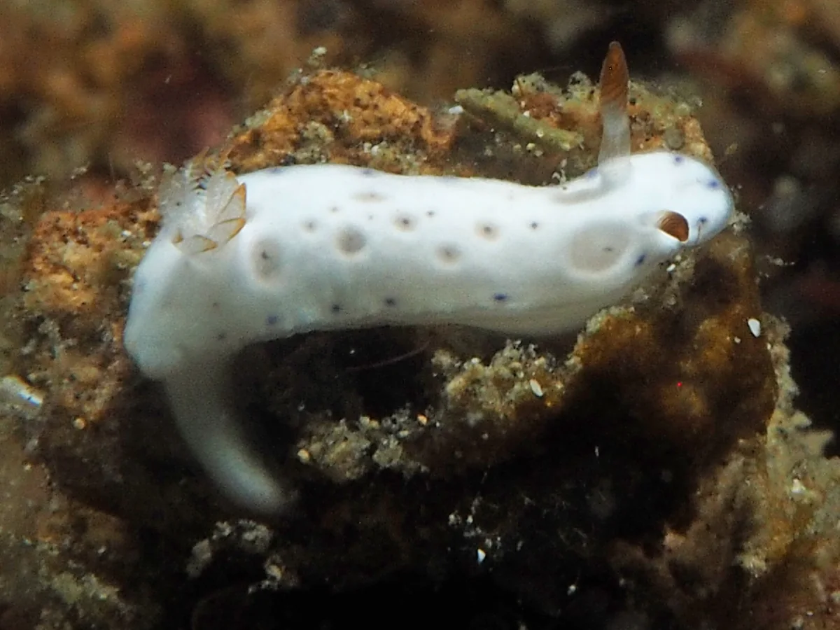 Hypselodoris lacuna - Indonesia - Lembeh
