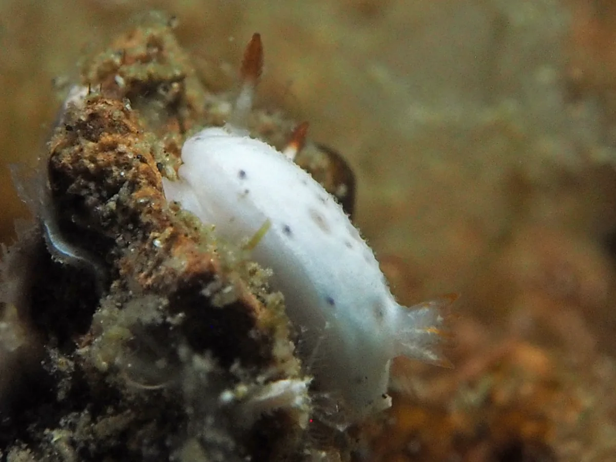 Hypselodoris lacuna - Indonesia - Lembeh