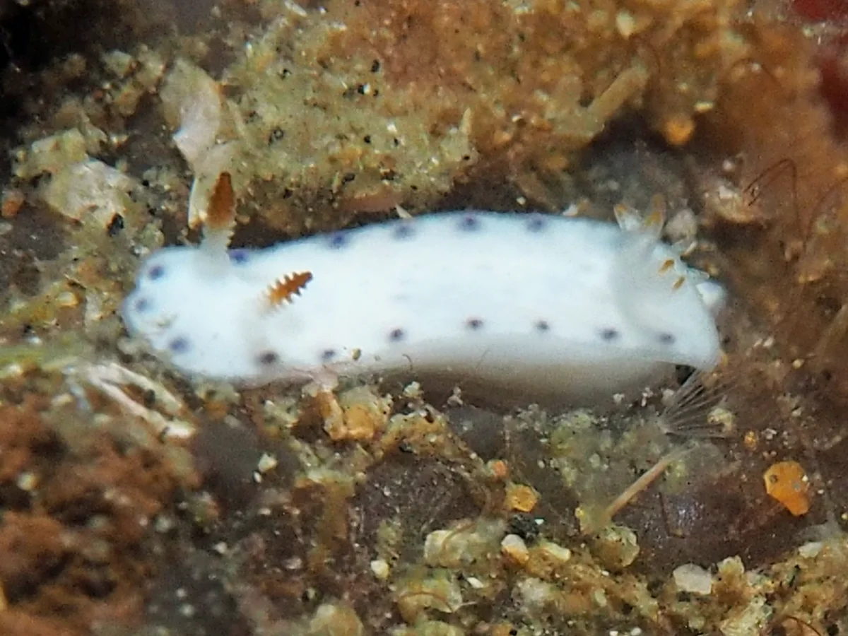 Hypselodoris lacuna - Indonesia - Lembeh