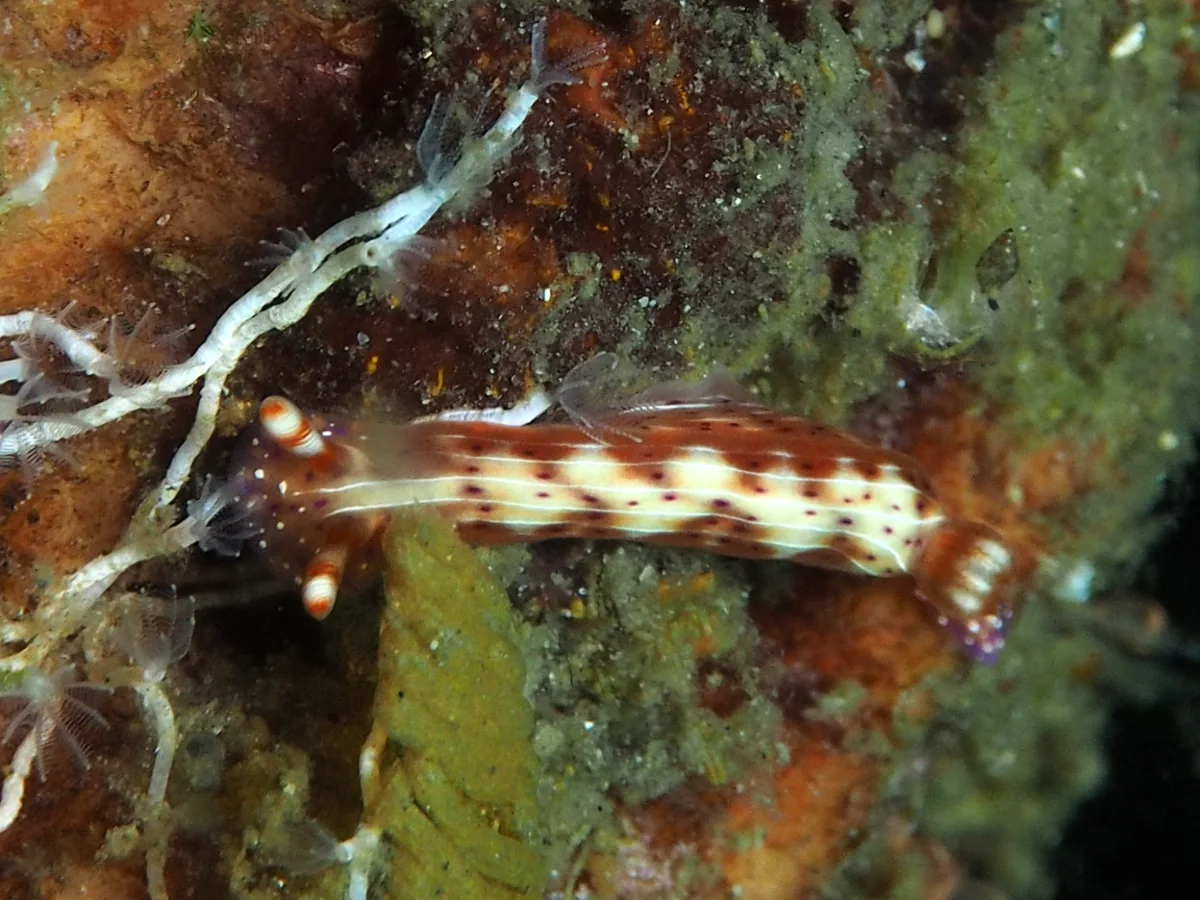 Hypselodoris maculosa - Indonesia - Lembeh