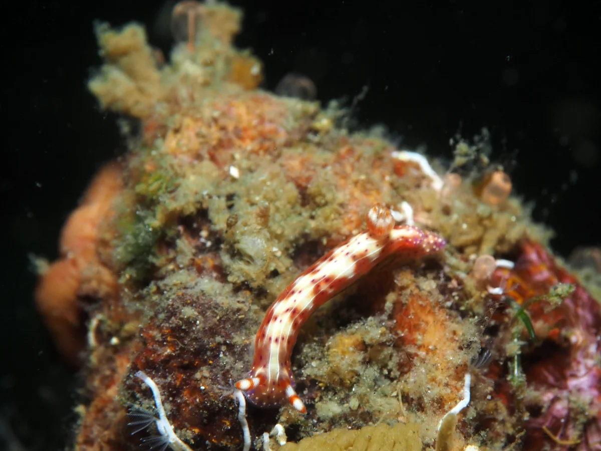 Hypselodoris maculosa - Indonesia - Lembeh