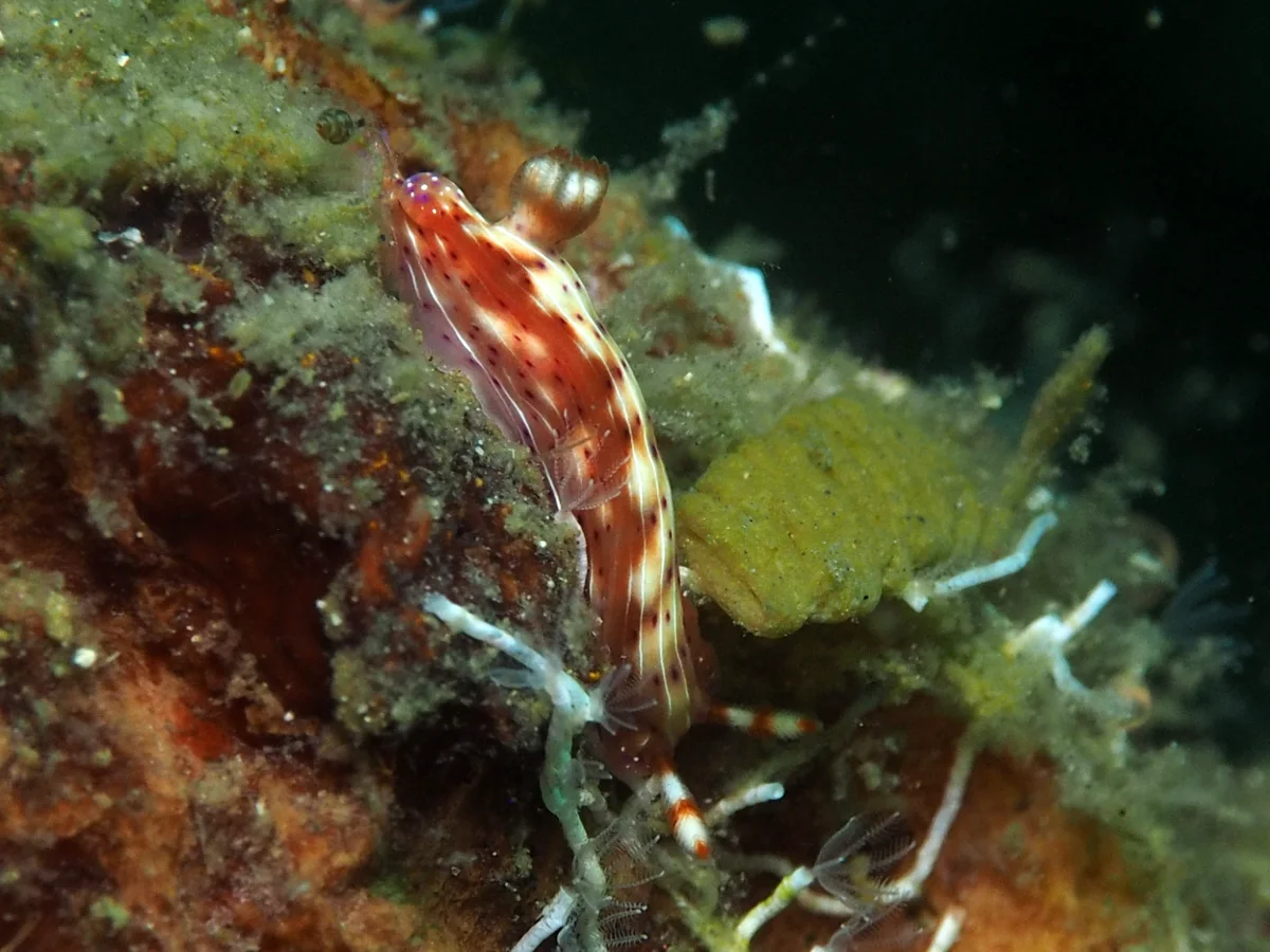 Hypselodoris maculosa - Indonesia - Lembeh