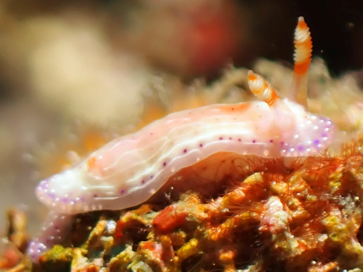 Hypselodoris paradisa - Philippines - Anilao