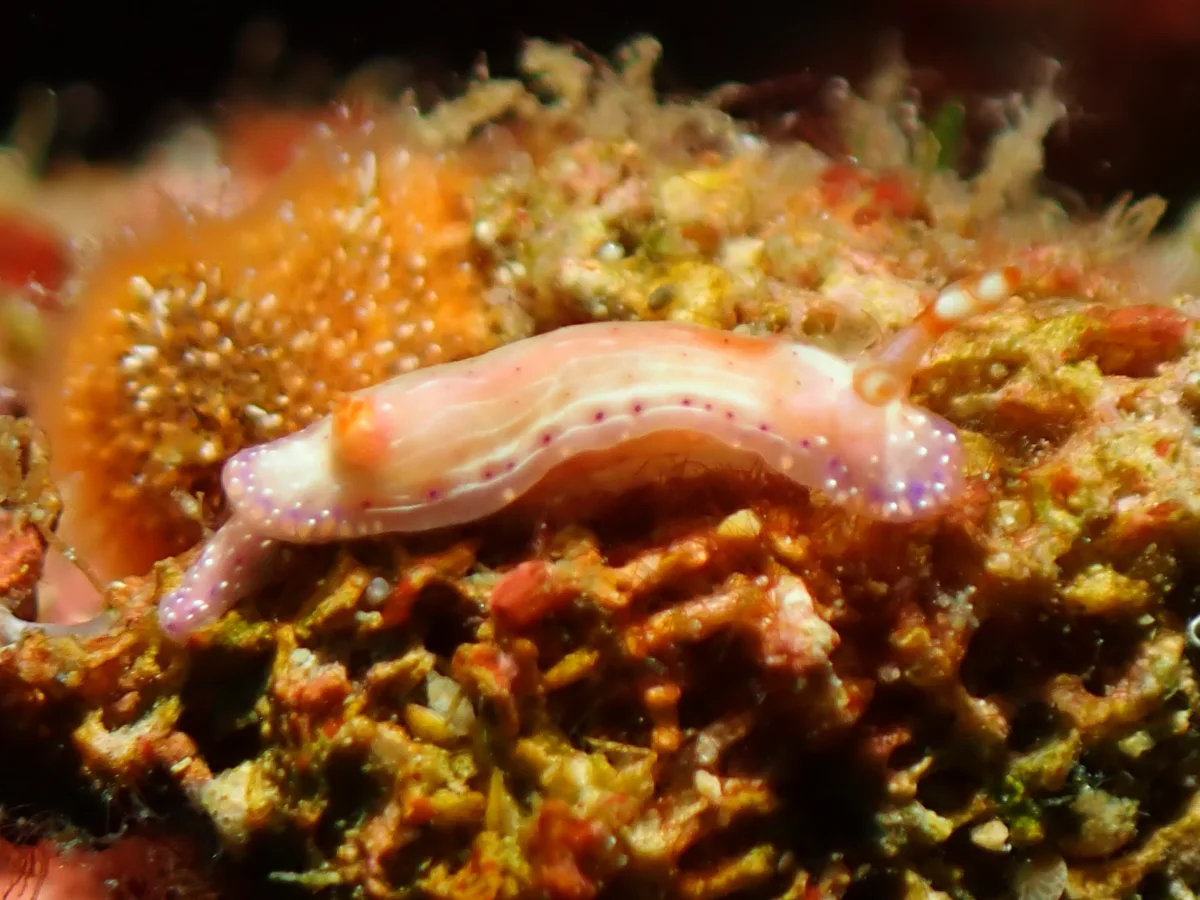 Hypselodoris paradisa - Philippines - Anilao