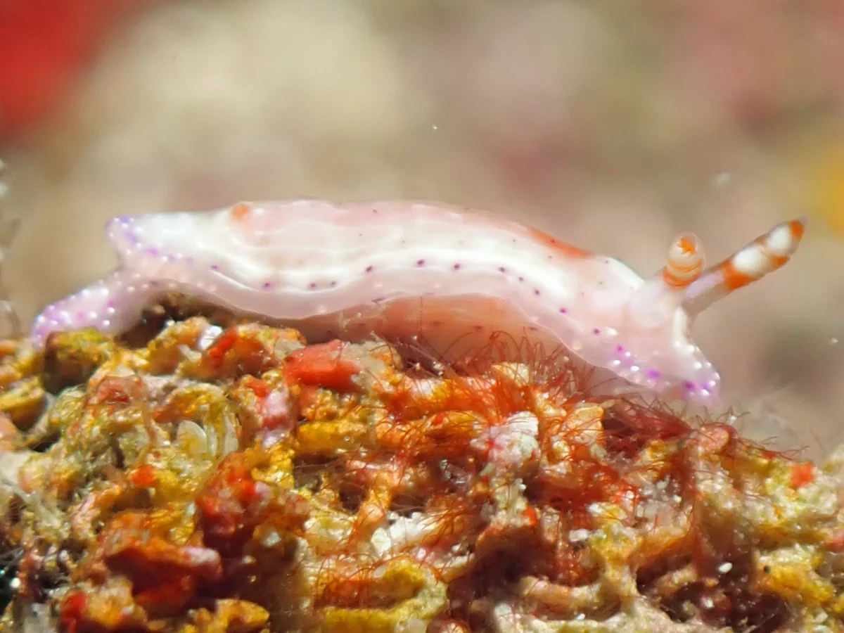Hypselodoris paradisa - Philippines - Anilao