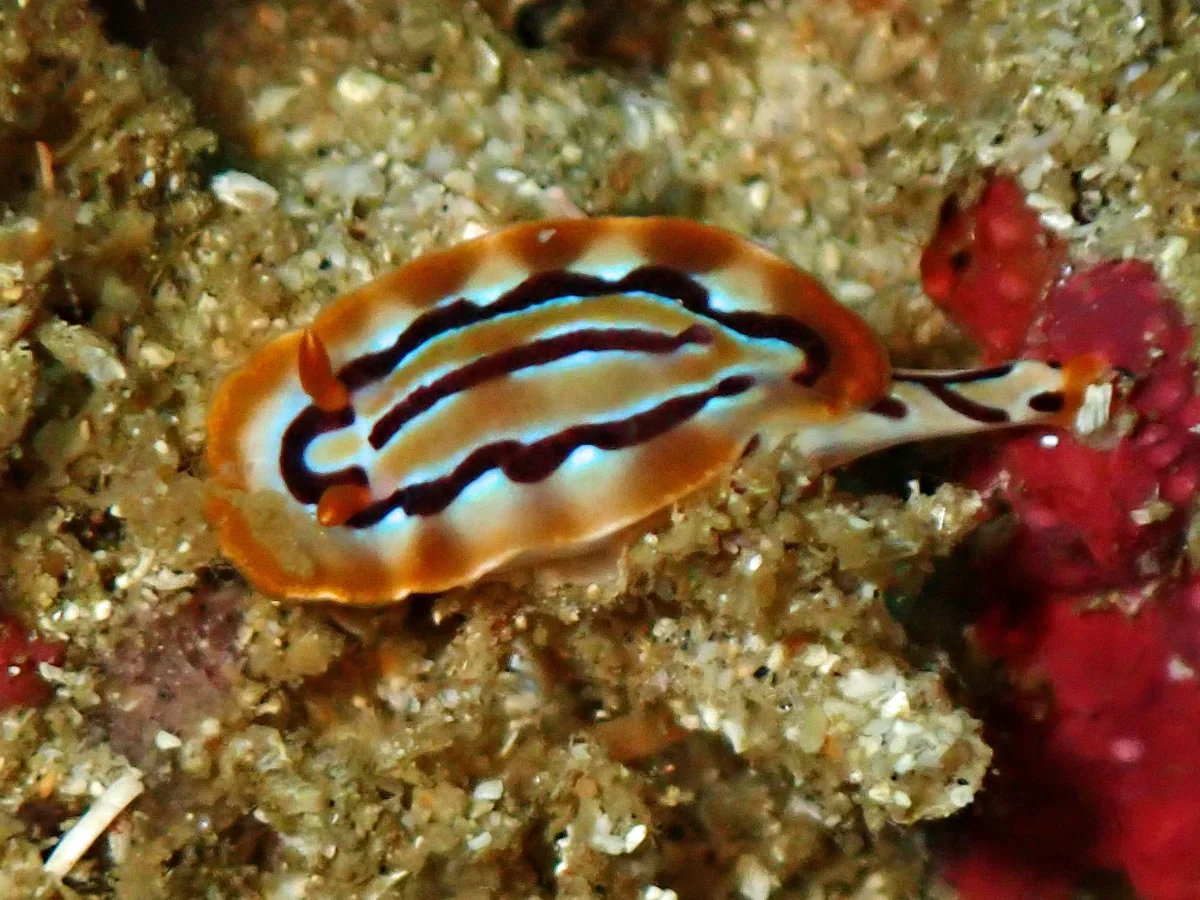 Hypselodoris regina - Mozambique - Tofo