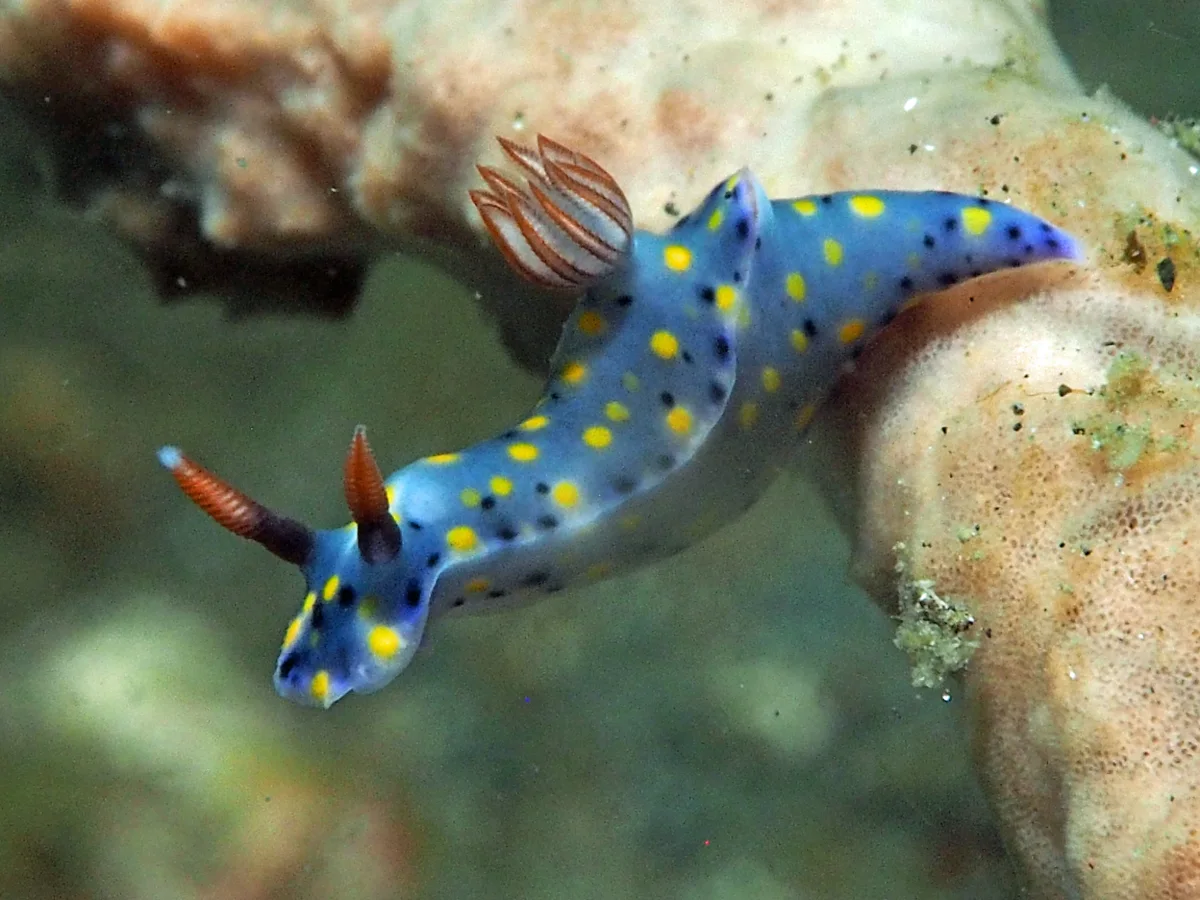 Hypselodoris roo - Indonesia - Lembeh