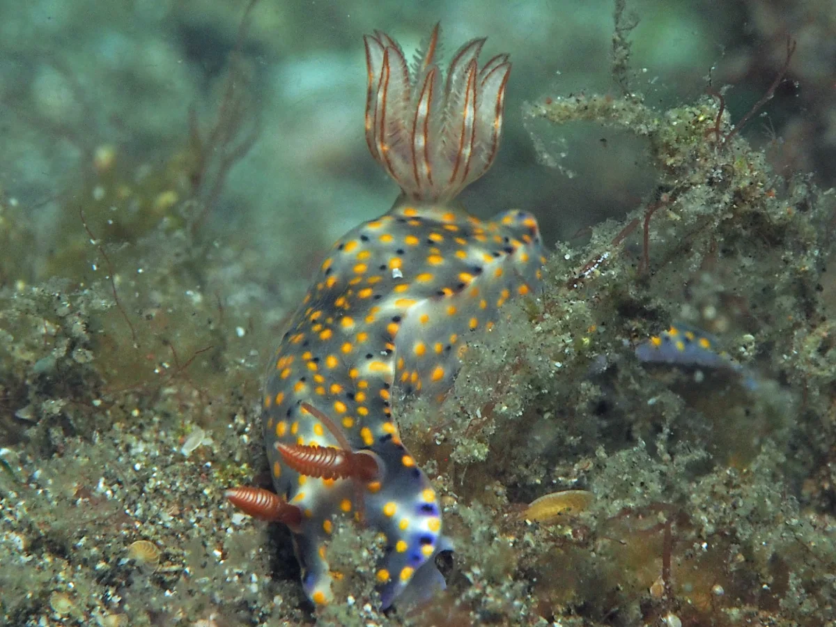 Hypselodoris roo - Indonesia - Lembeh