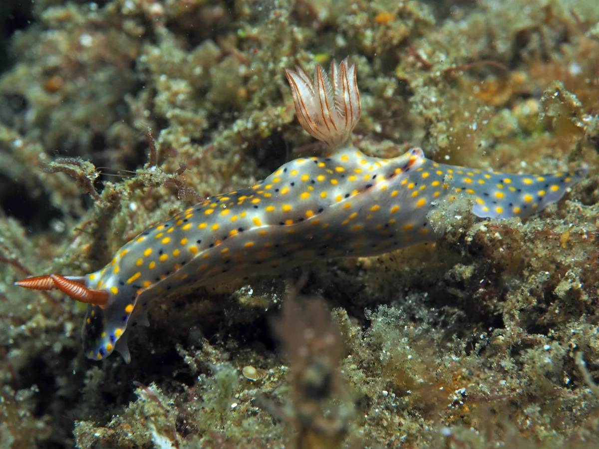 Hypselodoris roo - Indonesia - Lembeh