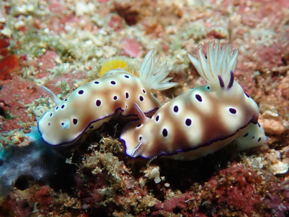 Hypselodoris tryoni nudibranch photographed underwater