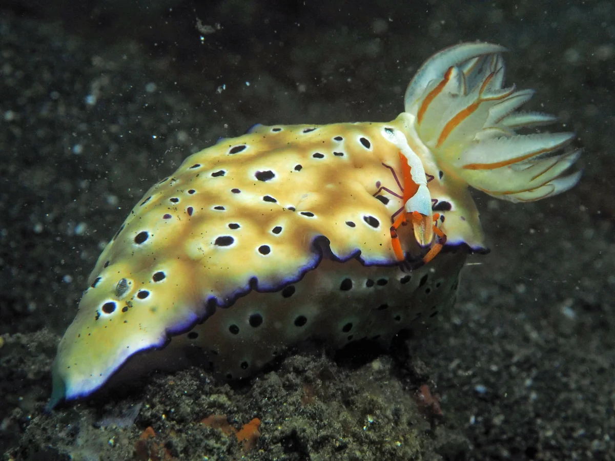 Hypselodoris tryoni - Indonesia - Lembeh