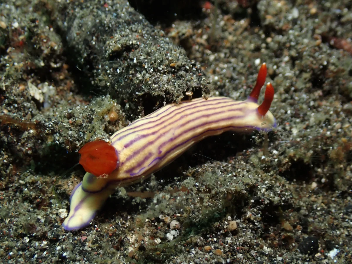 Hypselodoris whitei - Indonesia - Lembeh