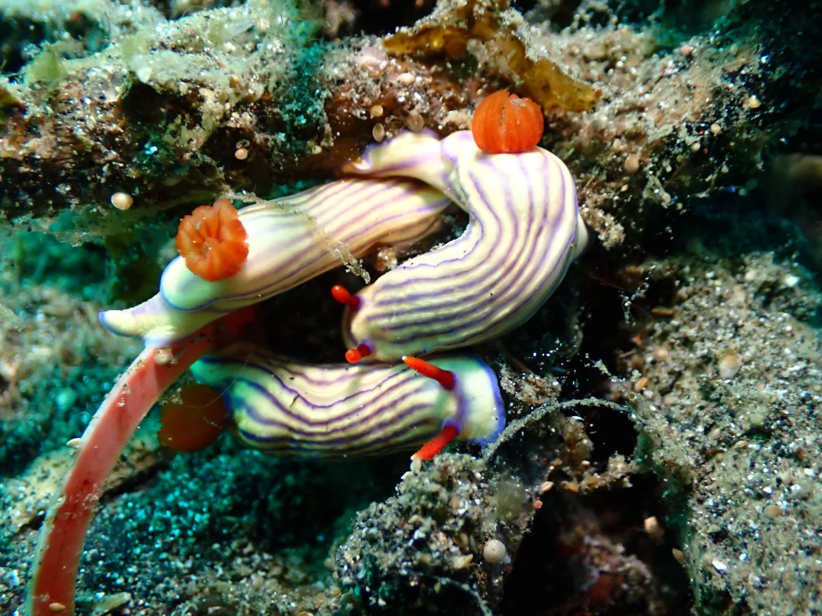 Hypselodoris whitei - Indonesia - Lembeh