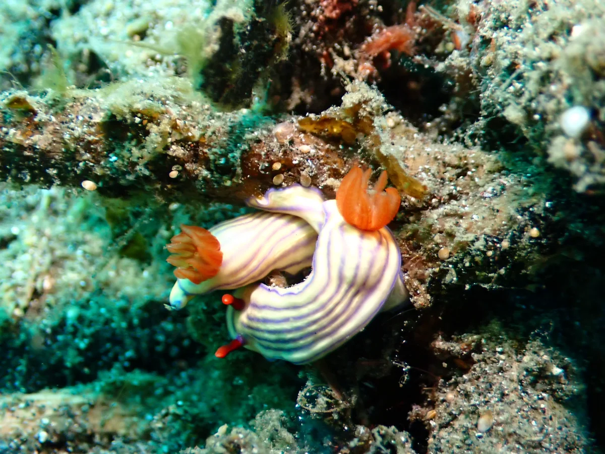 Hypselodoris whitei - Indonesia - Lembeh