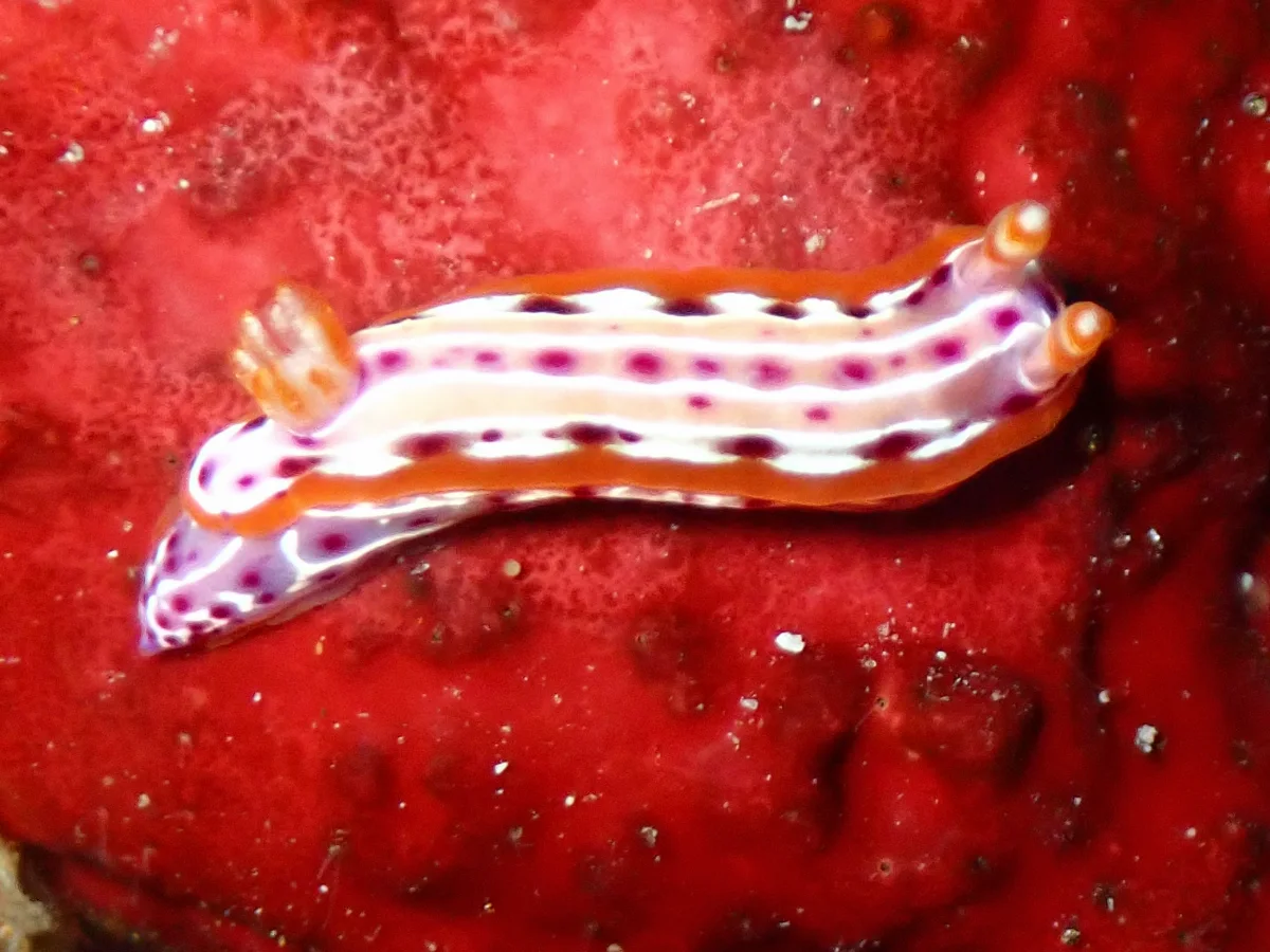 Hypselodoris yarae - Mozambique - Inhambane
