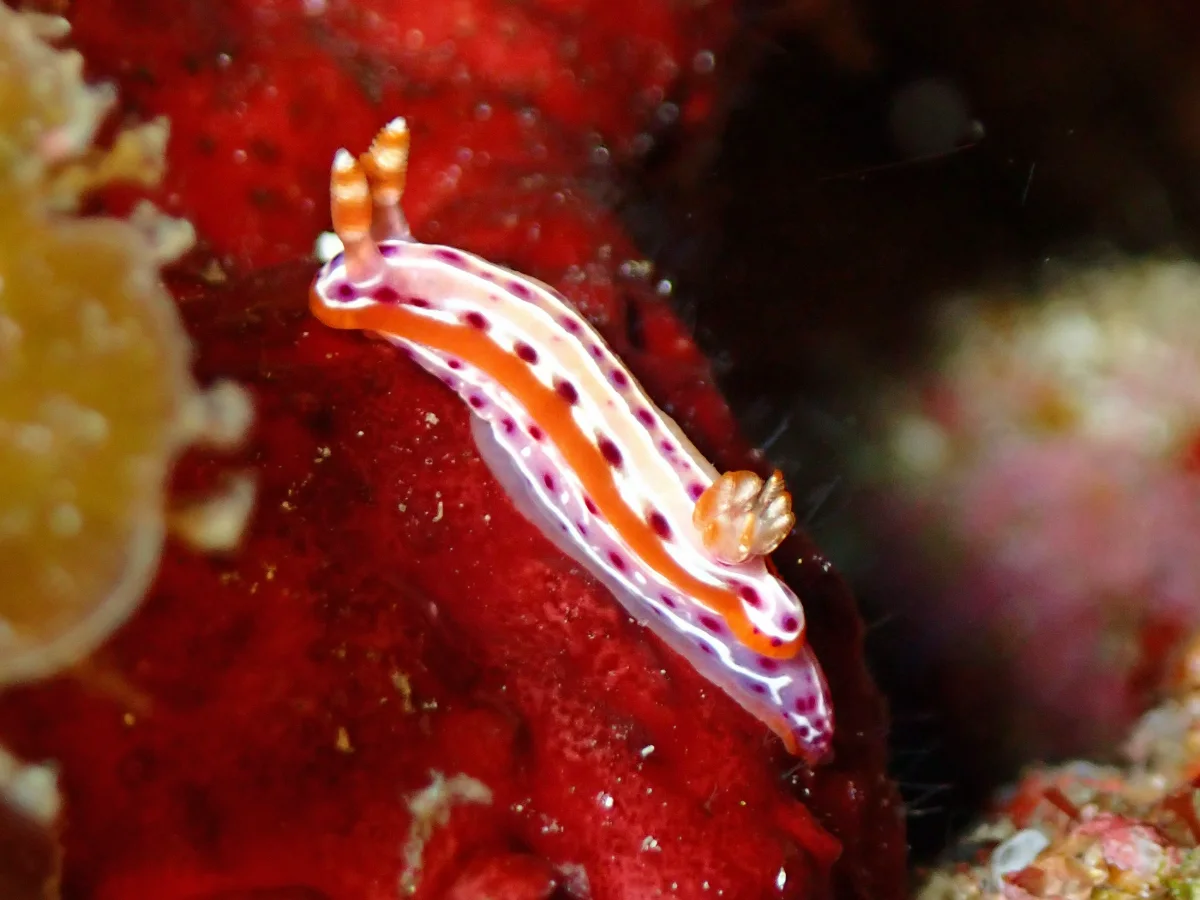 Hypselodoris yarae - Mozambique - Inhambane
