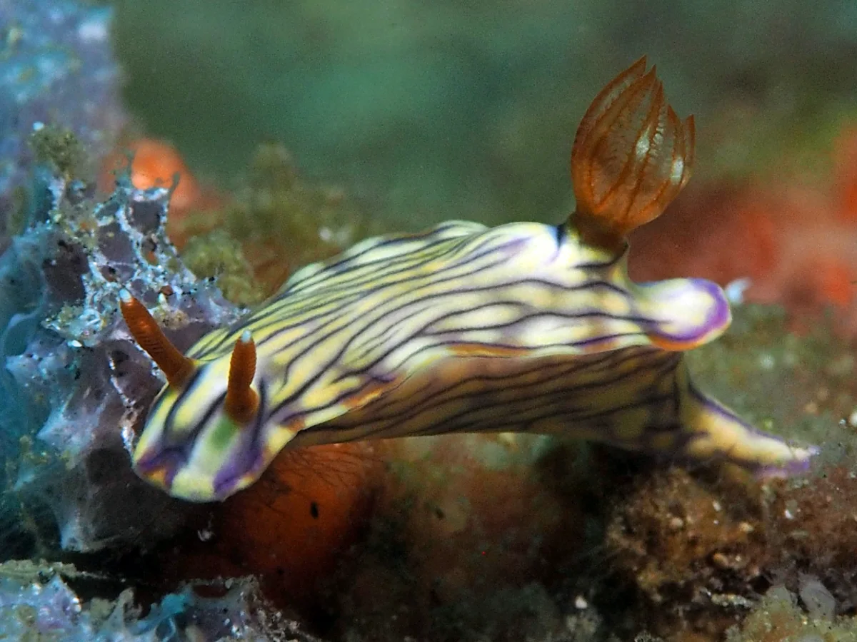 Hypselodoris zephyra - Indonesia - Lembeh