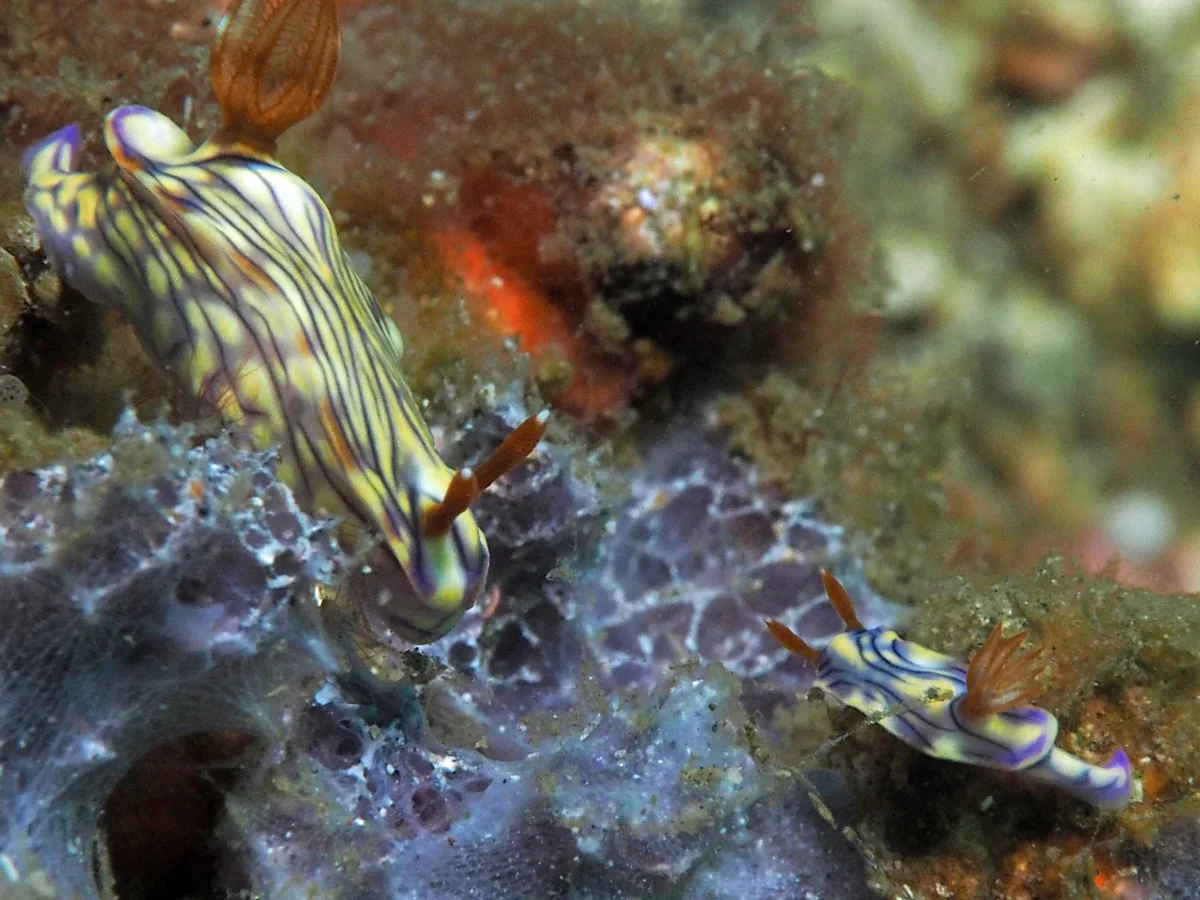 Hypselodoris zephyra - Indonesia - Lembeh