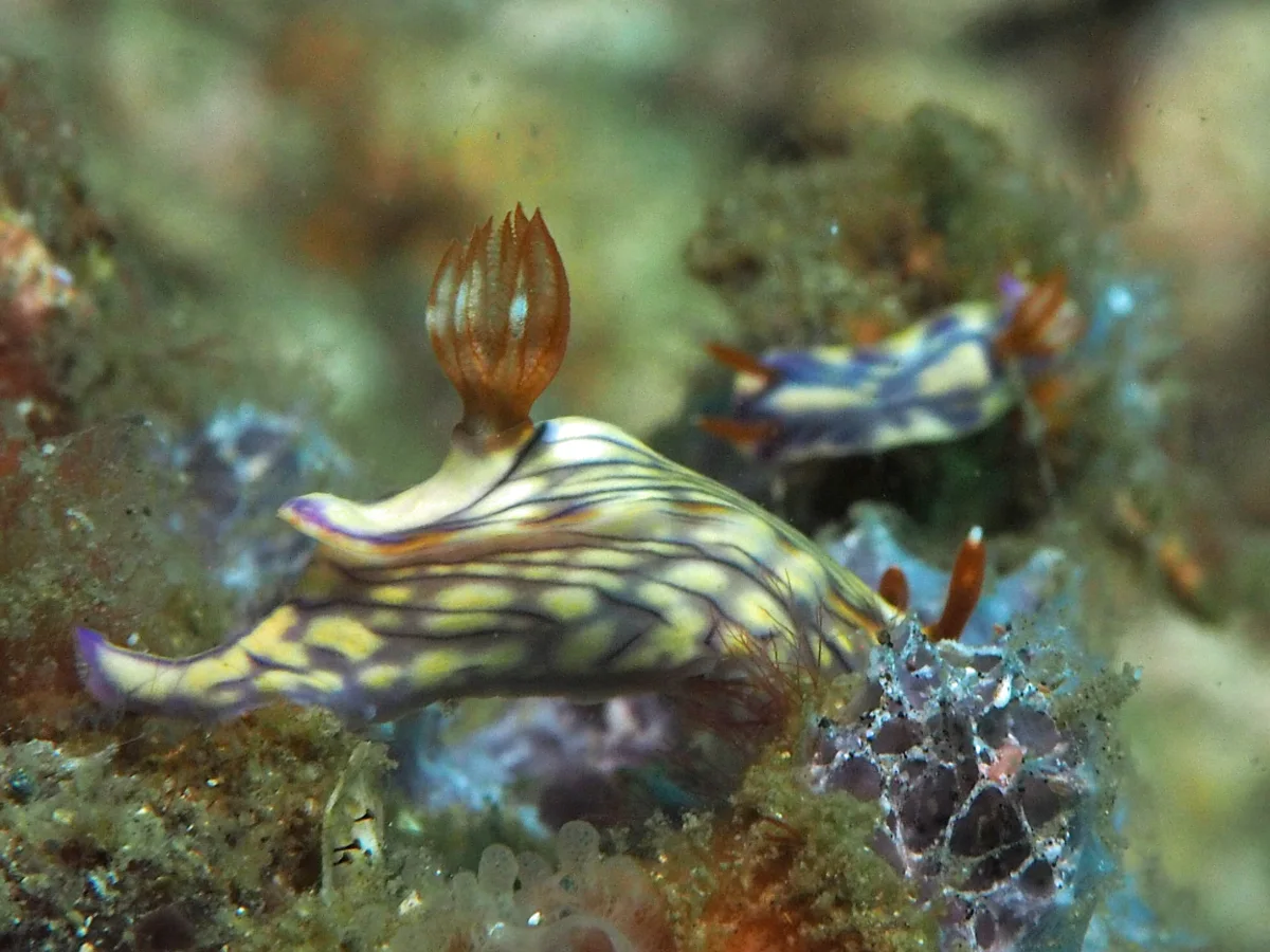 Hypselodoris zephyra - Indonesia - Lembeh