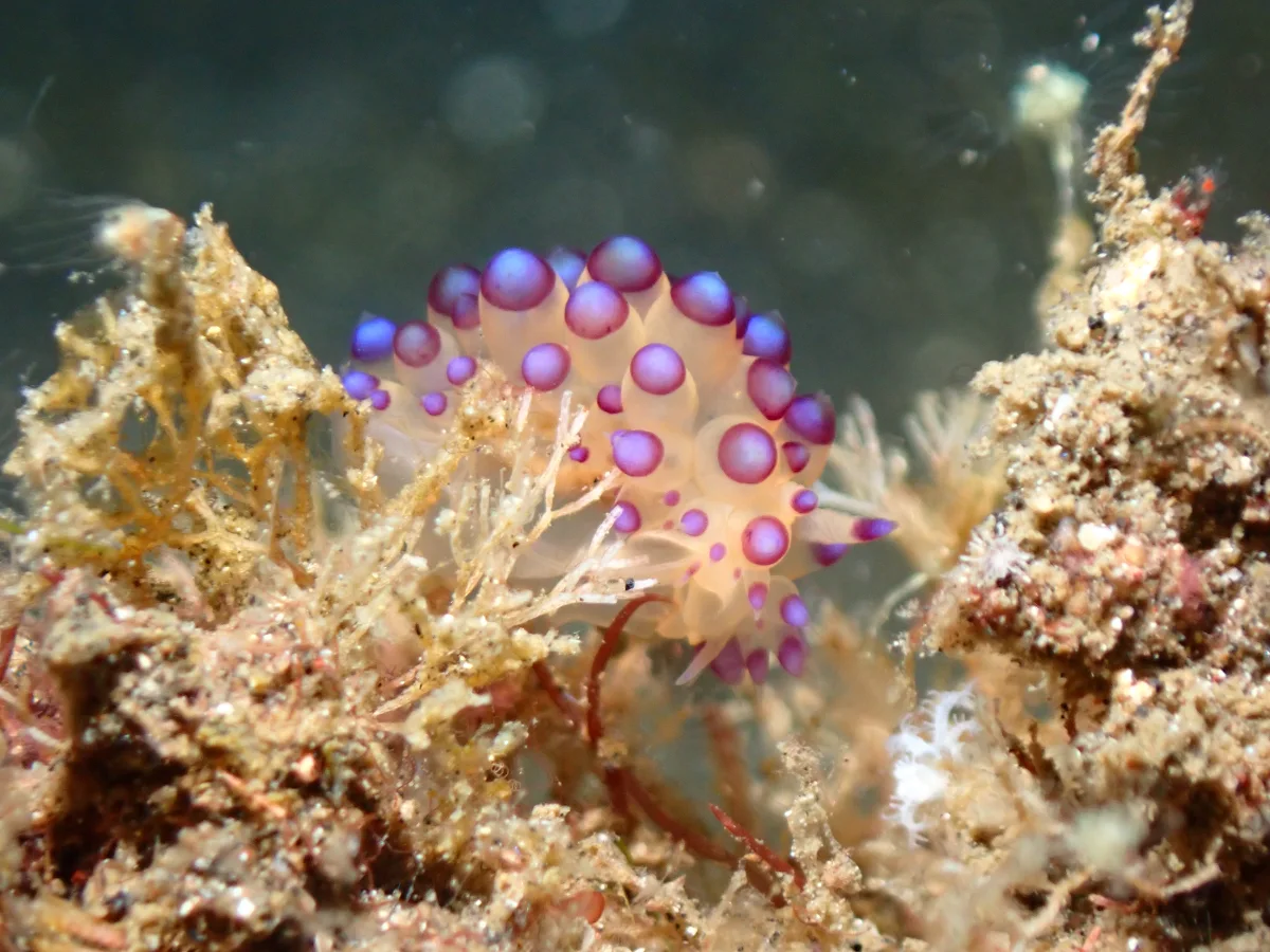 Janolus savinkini - Indonesia - Lembeh