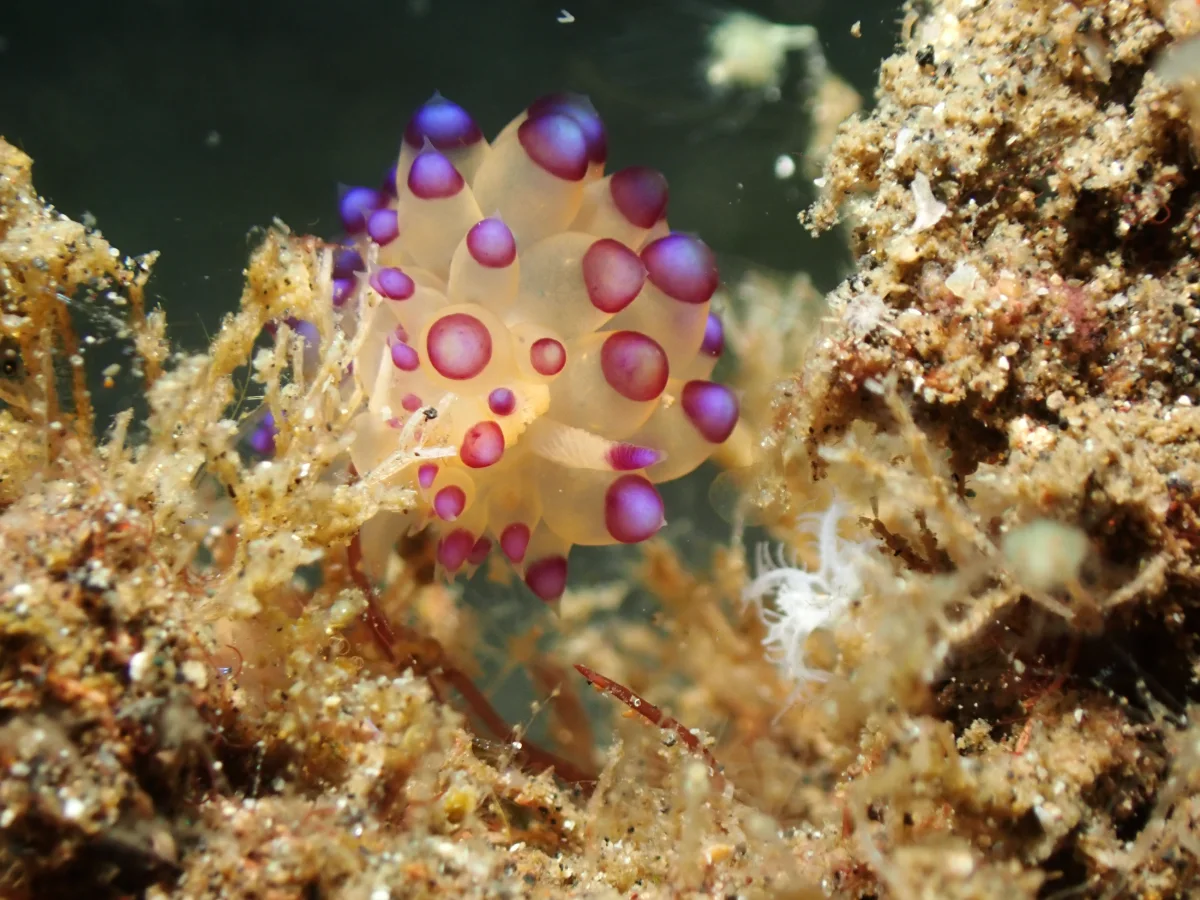 Janolus savinkini - Indonesia - Lembeh