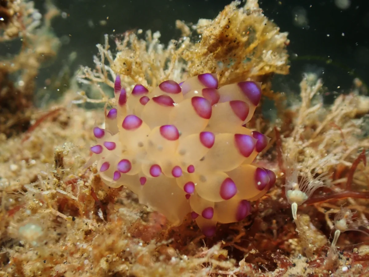 Janolus savinkini - Indonesia - Lembeh