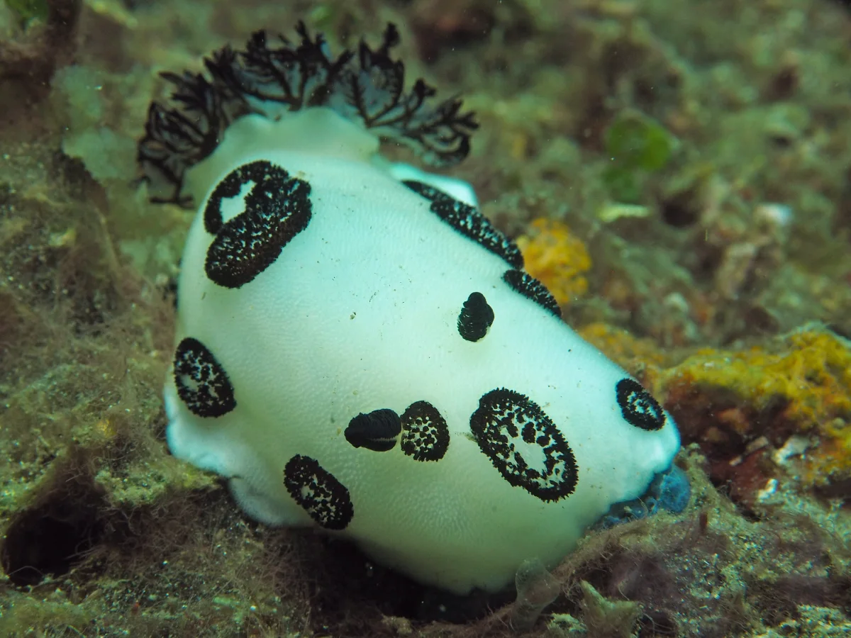 Jorunna funebris - Indonesia - Lembeh