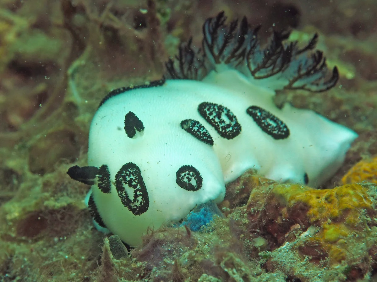 Jorunna funebris - Indonesia - Lembeh