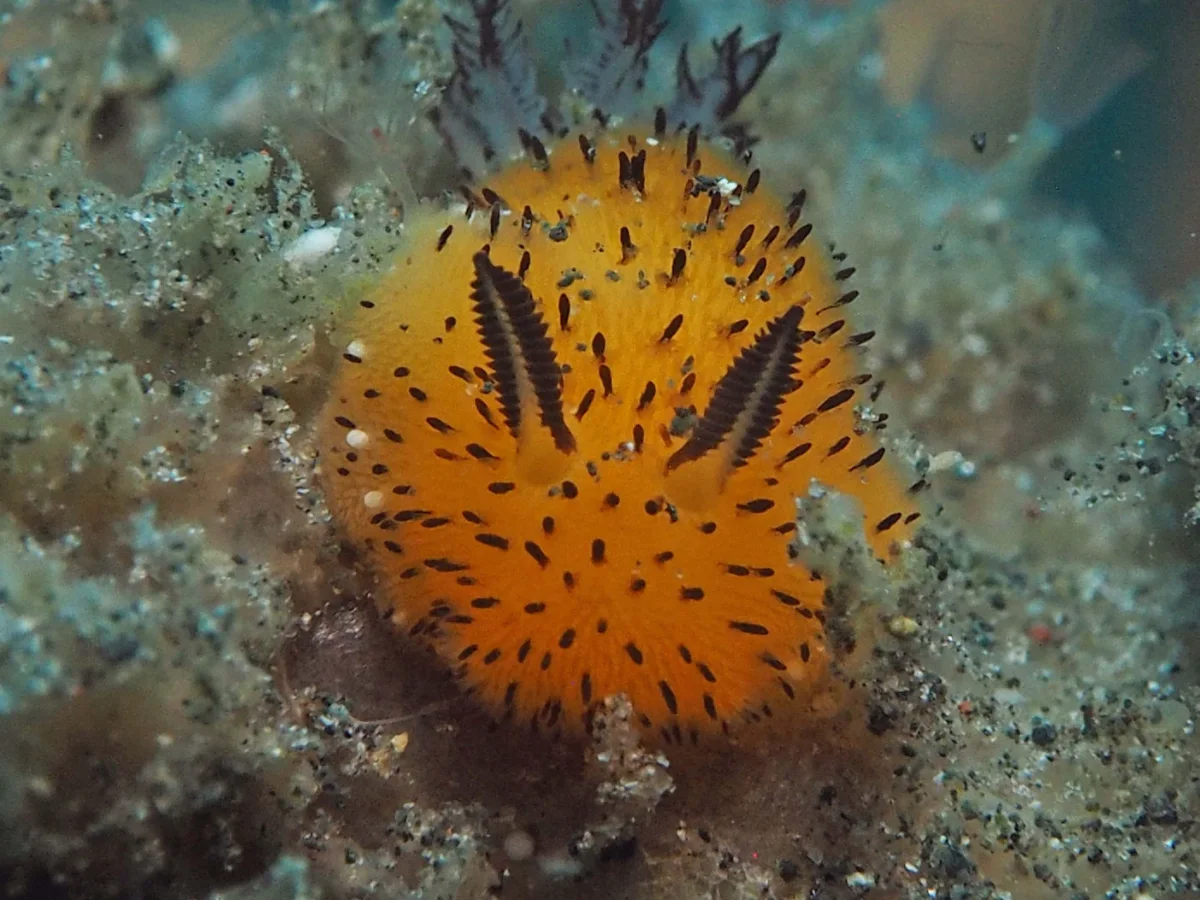 Jorunna parva - Indonesia - Lembeh