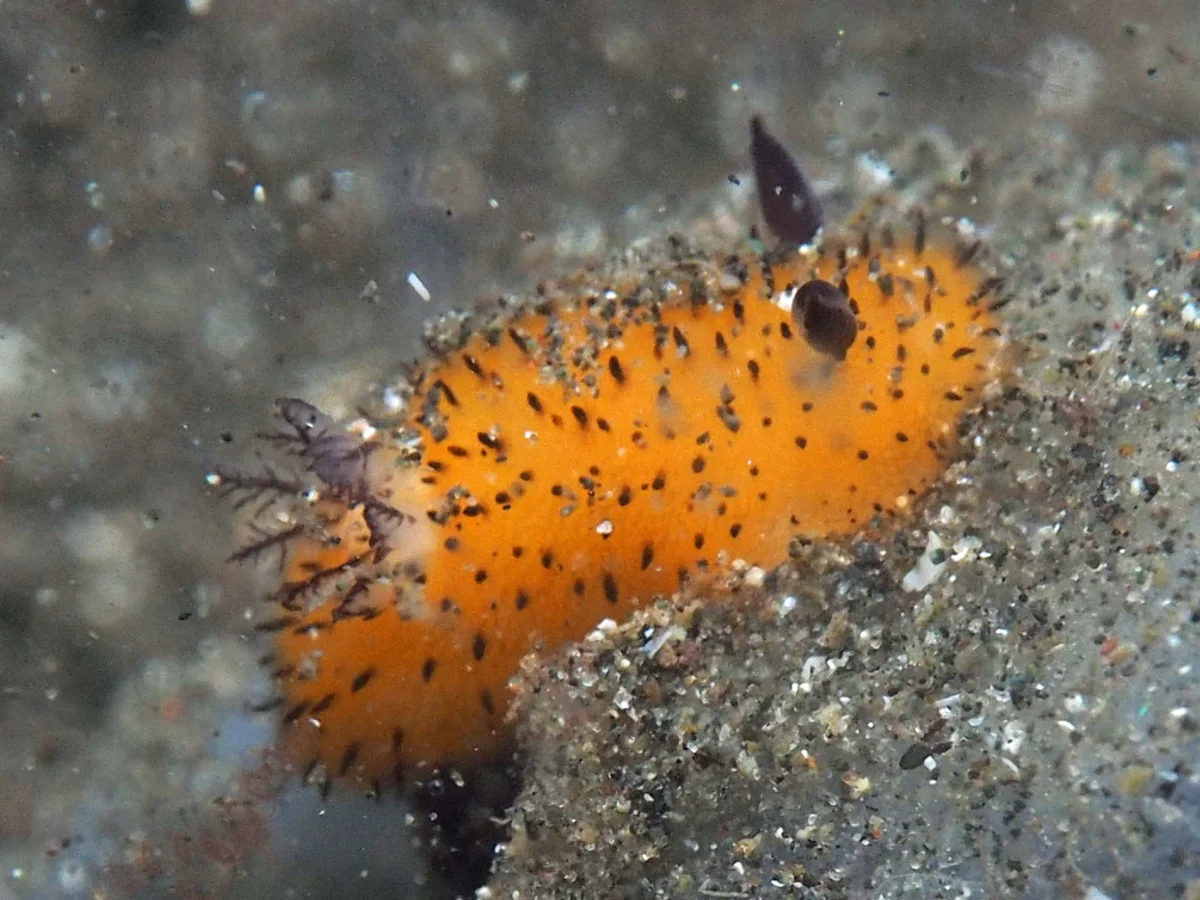 Jorunna parva - Indonesia - Lembeh