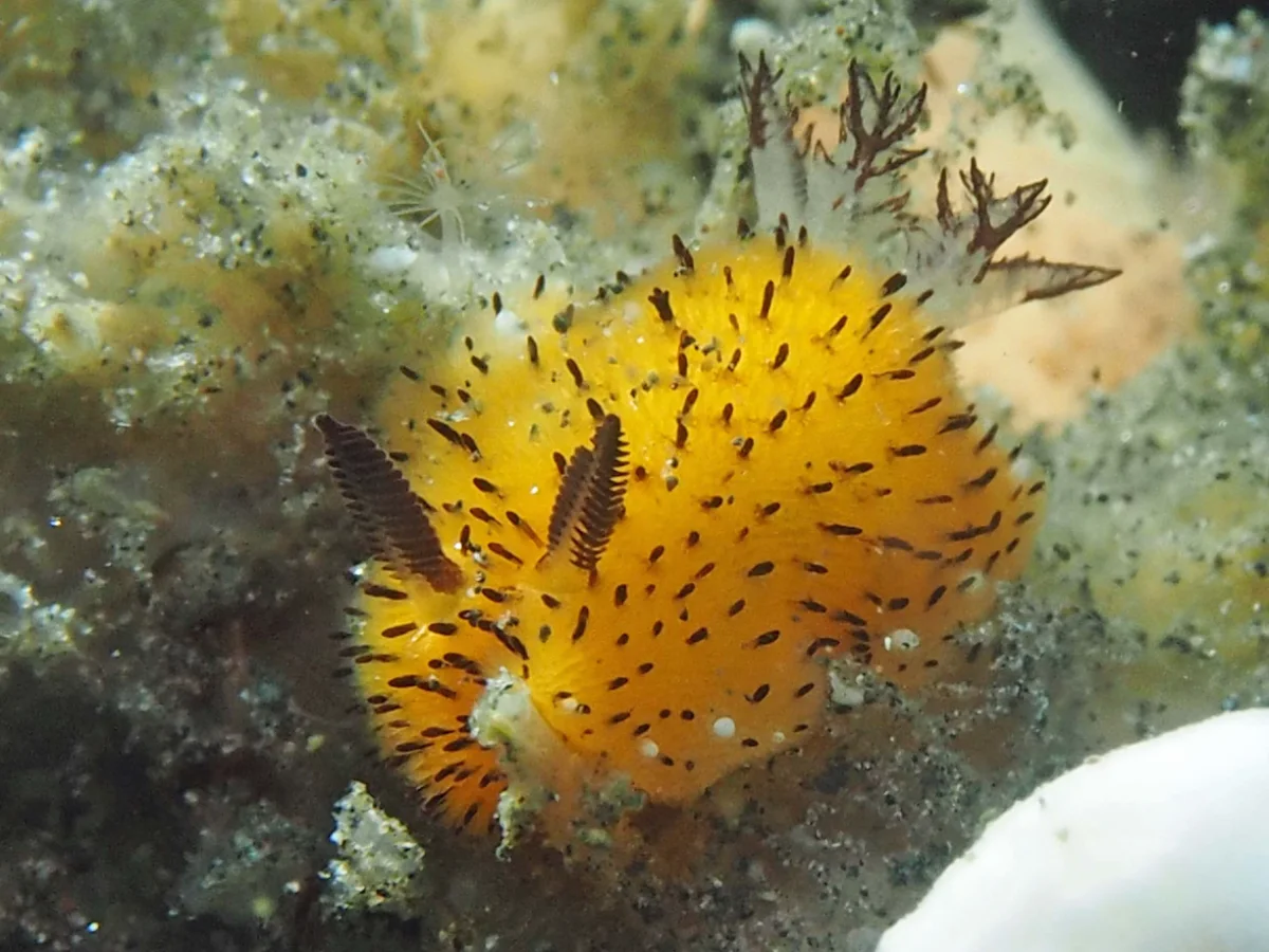 Jorunna parva - Indonesia - Lembeh