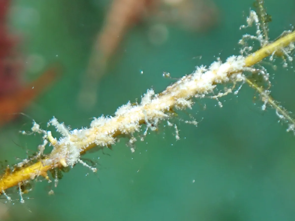 Kabeiro phasmida - Philippines - Anilao