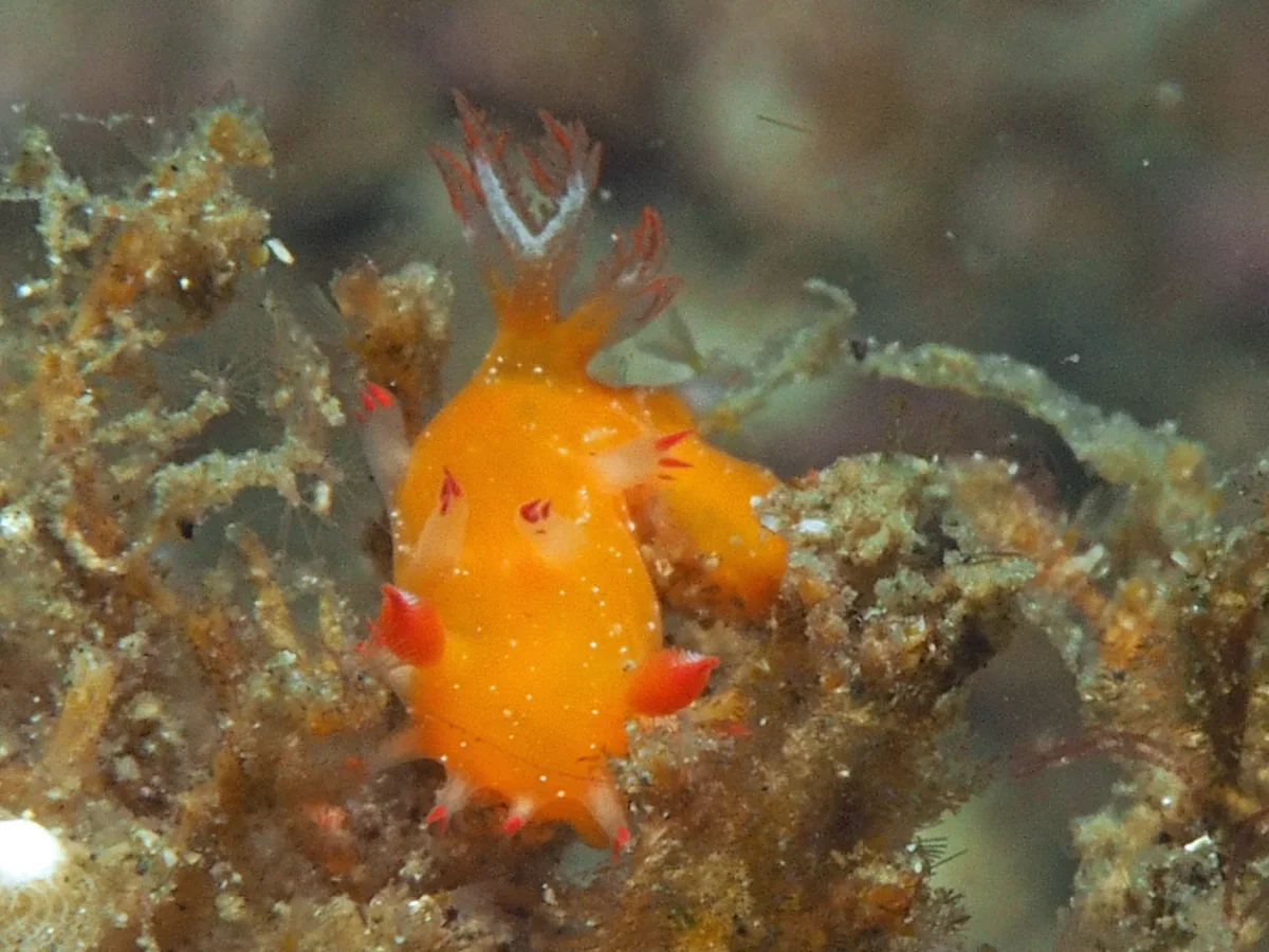 Kaloplocamus acutus - Indonesia - Lembeh