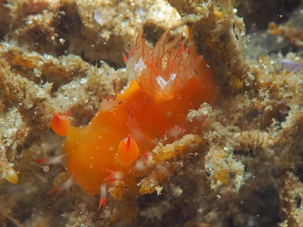 Kaloplocamus acutus - Indonesia - Lembeh